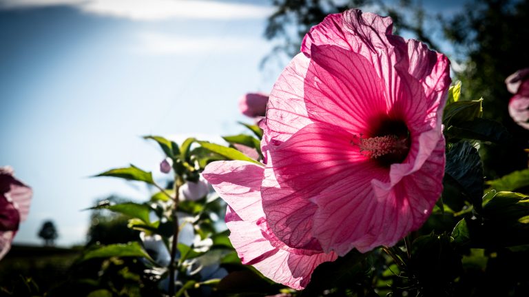 Bienvenue au Jardin du Reiki
