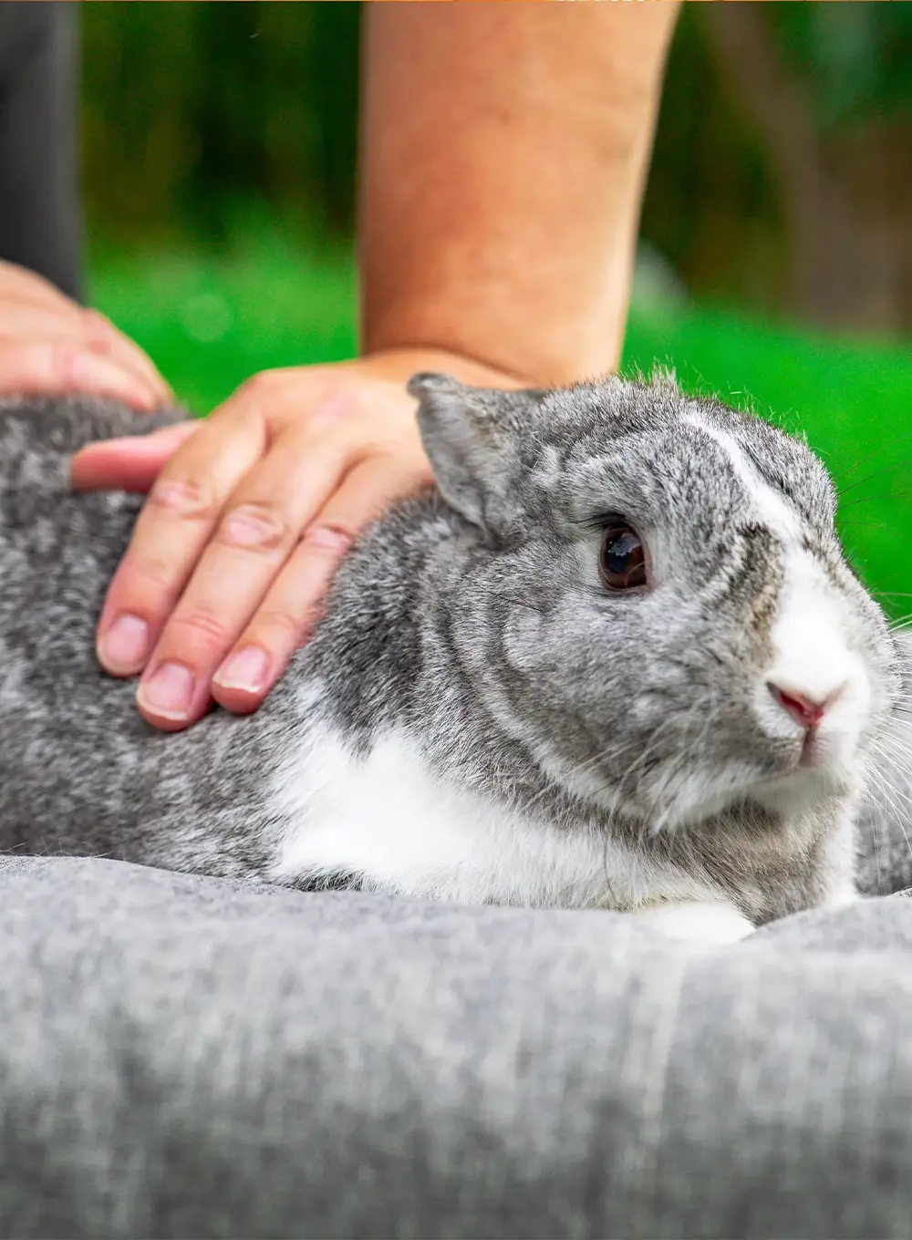 Reiki pour Animaux